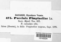 Puccinia pimpinellae image